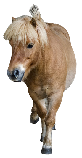 pony seen frontal
