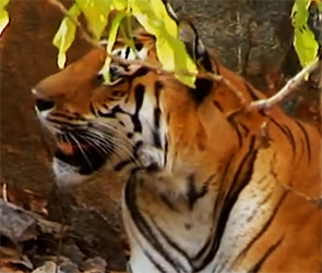 picture of tiger