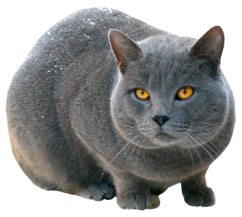 cat clip art cat sketches cat drawings graphics big cat speed chart