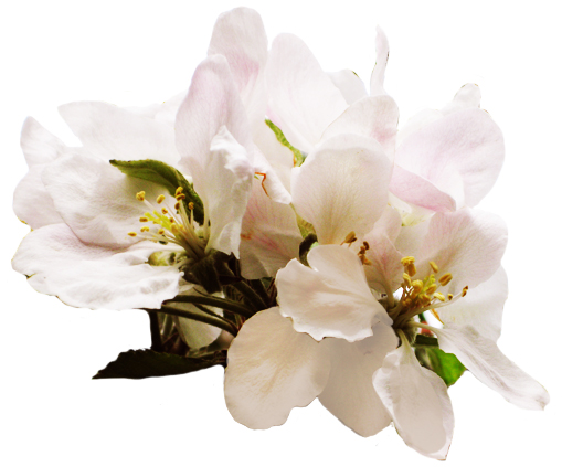 clip art of apple blossom - photo #29