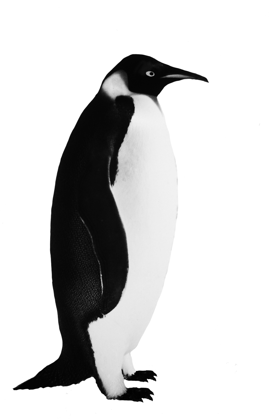 funny penguin clipart - photo #45