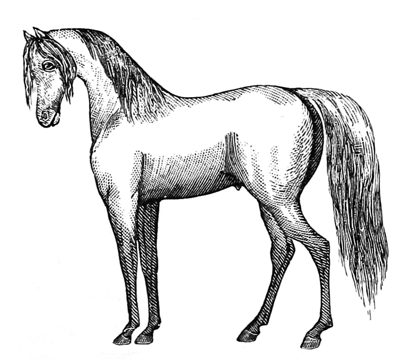 arabian horse clip art free - photo #17