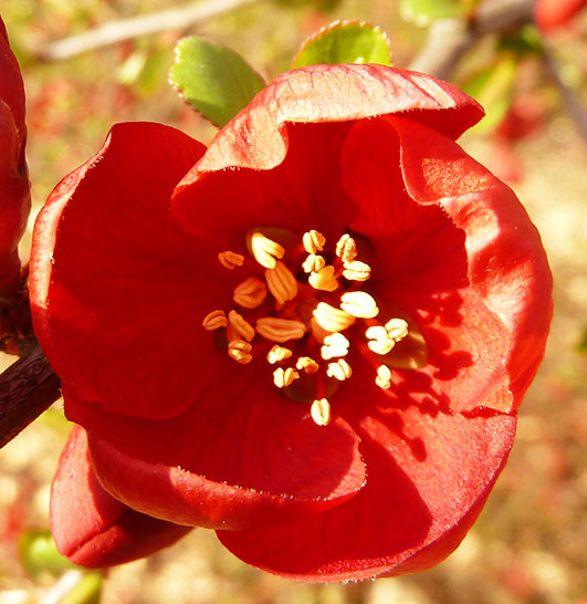 Blooming red spring flower