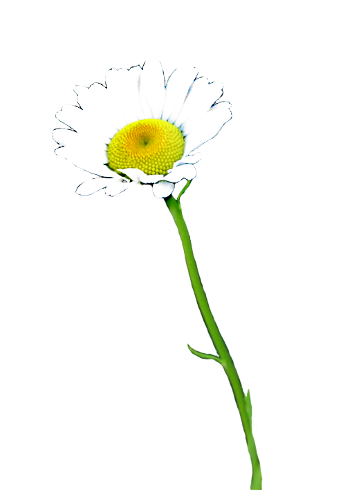 clip art daisy flower - photo #37