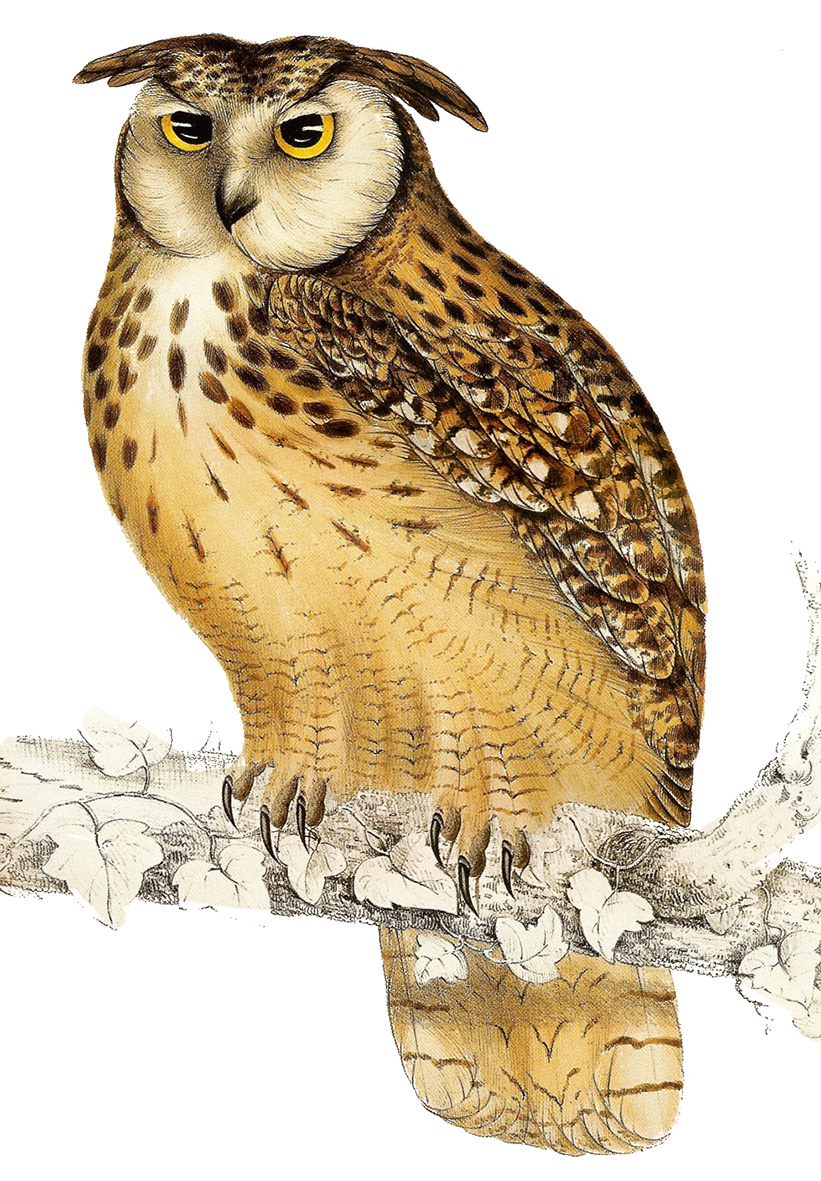 eagle owl clip art - photo #20