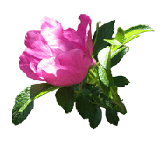 flower-clip-art-dog-rose-sideways