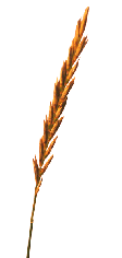 flower-image-gallery-grass