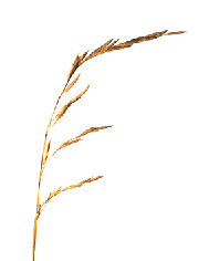 flower-clipart-grass-3