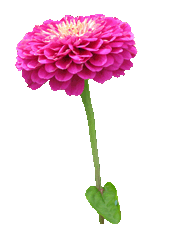 flower-image-gallery-purple