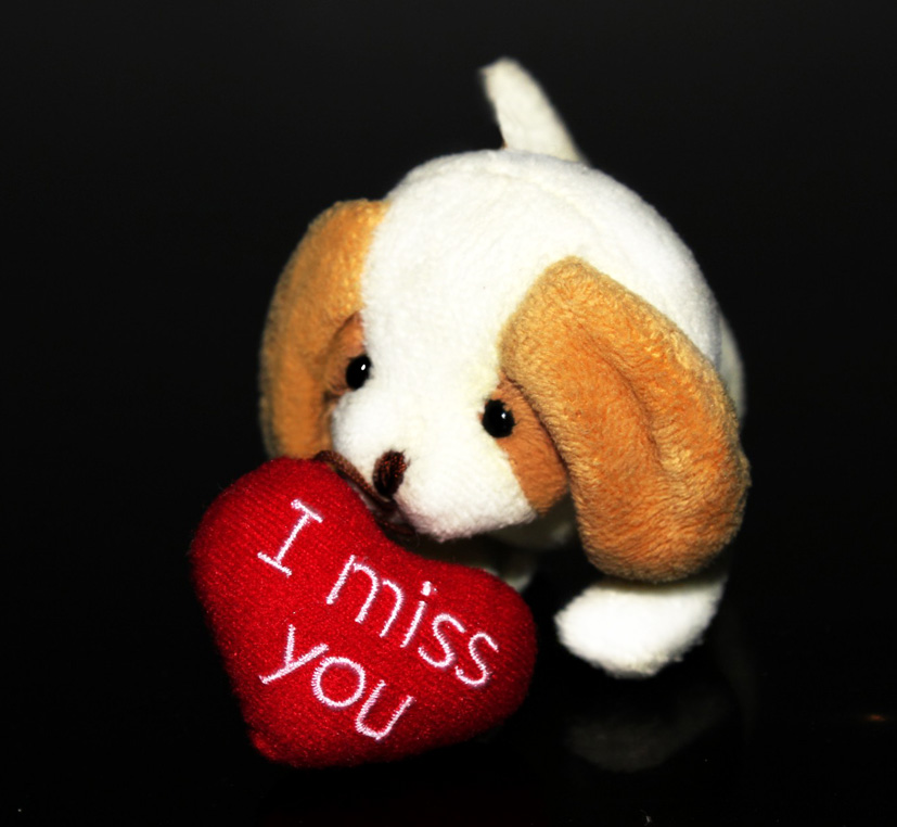 i miss you puppy miss you puppy clipart i miss you puppy miss you puppy clipart
