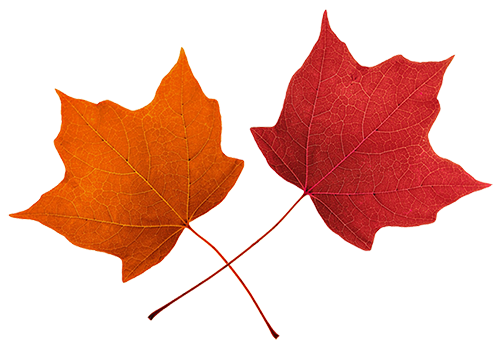 clip art red leaf - photo #50