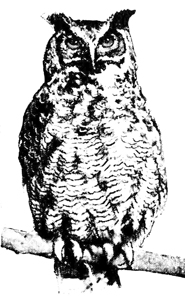 Owl Pictures - Owl Clip Art