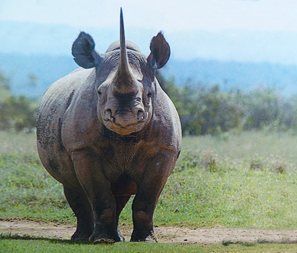 rhinoceros-black-savanna.jpg