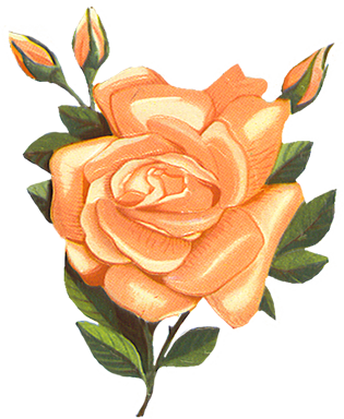 Orange Rose Clip Art Flowers