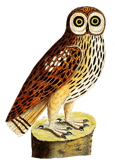 eagle owl clip art - photo #48