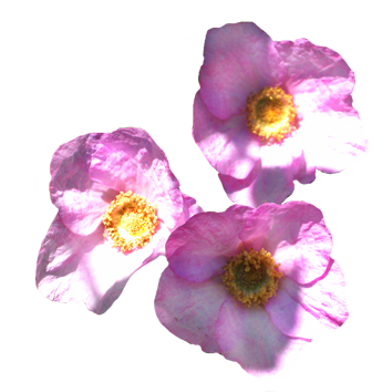 three pink flowers