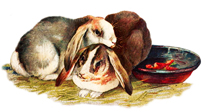 http://www.clipartqueen.com/image-files/two-rabbits-in-hay.png