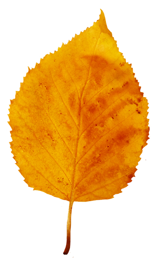 yellow leaf clip art - photo #47