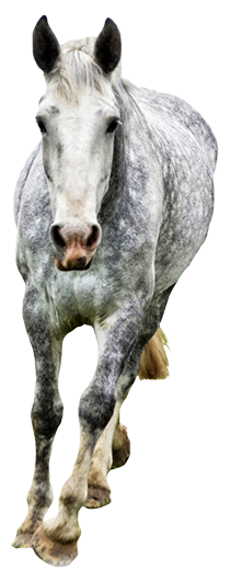 grey horse clipart