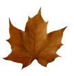 fall leaves brown leaf clip art