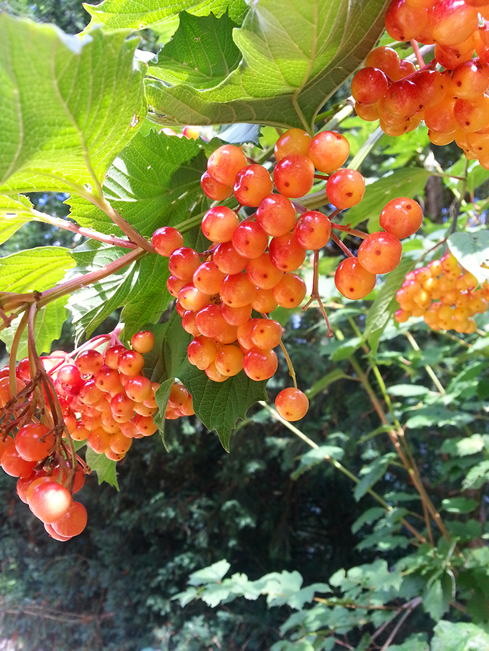 orange berries at autumn