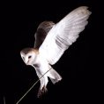 picture of flying owl