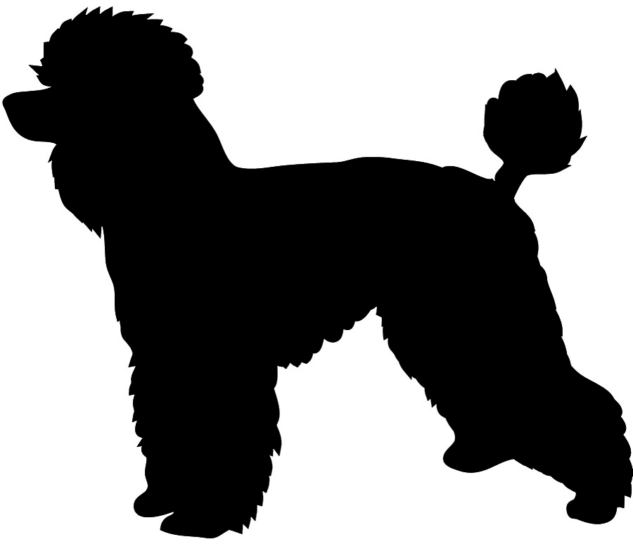 silhouette of poodle