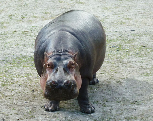 hippo picture