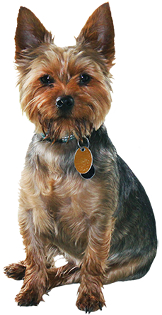 small ruffled brow dog