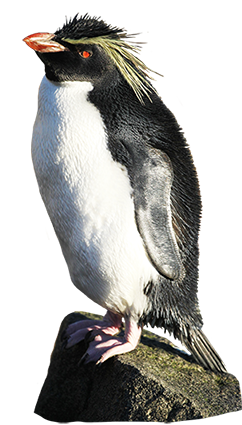 rockhopper penguin