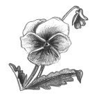 flower sketches black white drawing