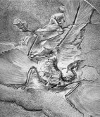 archeopteryx fossil