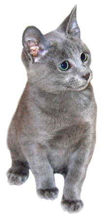 Russian blue kitten clipart