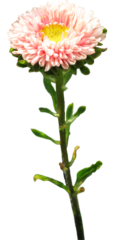 light pink flower graphics