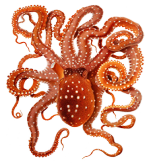 clipartqueen's octopus picture