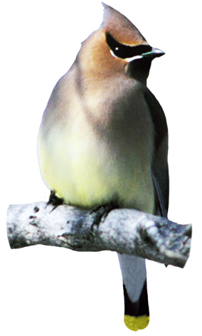 Cedar Waxwing