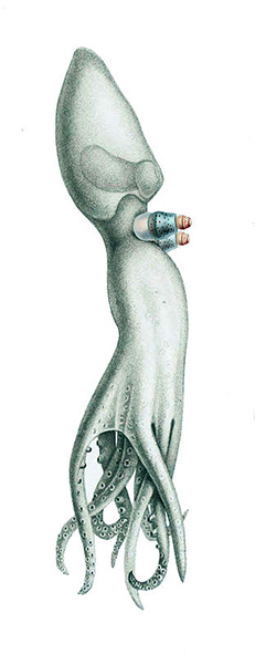 octopus-clipart-amphitretus