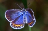 Blue butterfly