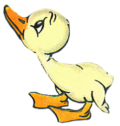 Cute duckling