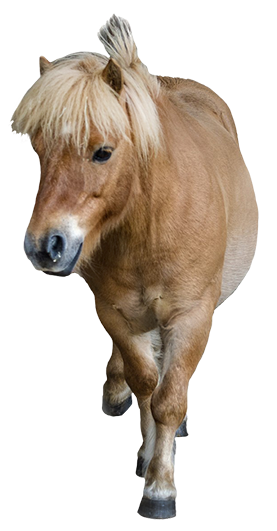 animal graphic pony