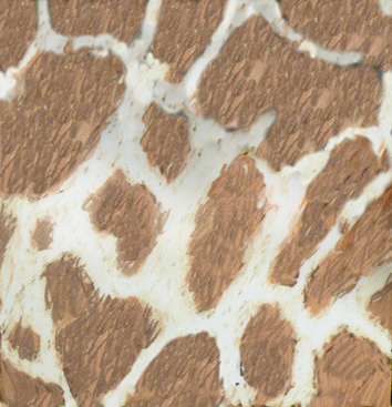 skin pattern of West African giraffe