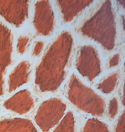 Nubian giraffe skin pattern drawing