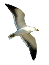 flying seagull clip art