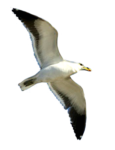 flying seagull clip art