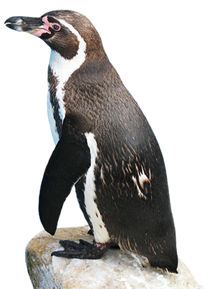 penguin clipart