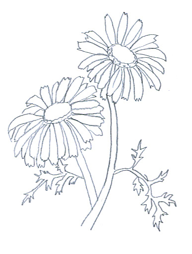 flower sketches chrysantemum