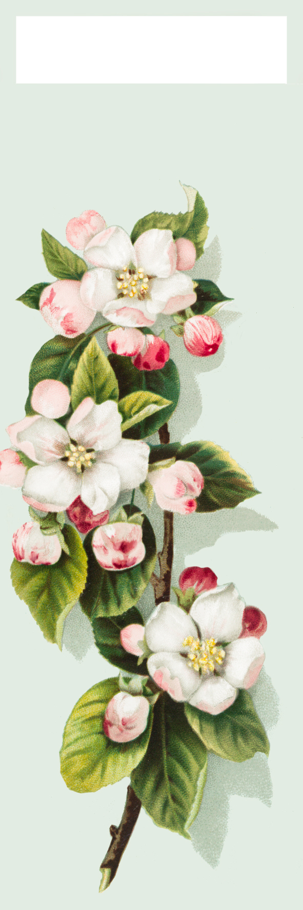 apple blossom bookmark to print