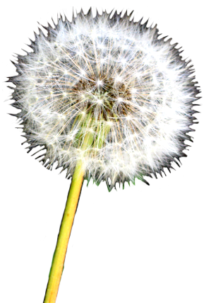 Dandelion clip art