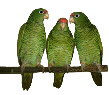 tucuman amazone parrots