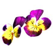spring clipart pansy